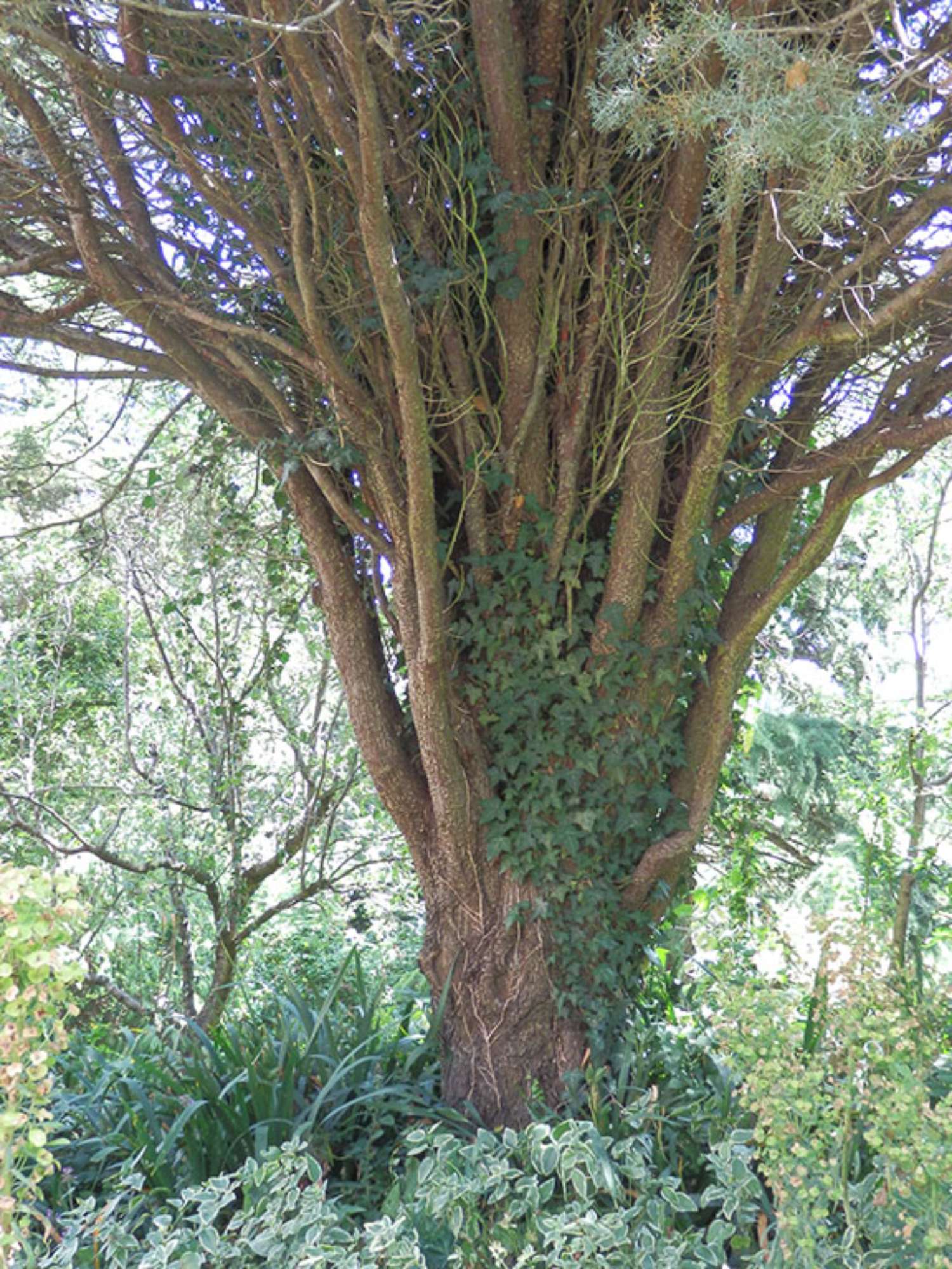 Giardino_Nova_Arbora_055